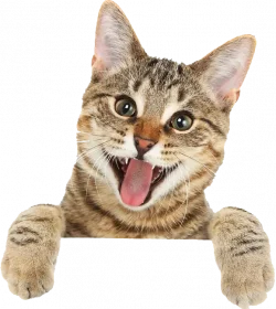 bengal-cat-british-shorthair-ragdoll-turkish-angora-kitten-cat-tongue-54a9fbf93db4a75abe358f45968c935c